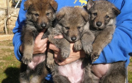 Perros Lobo Ibérico Checoslovaco cachorritos
