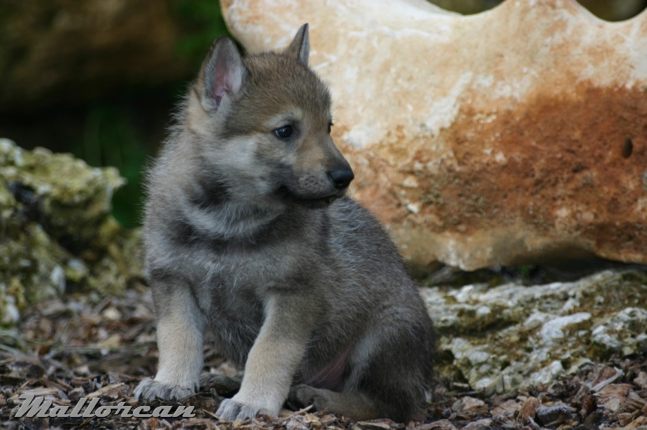 Cachorro De Lobo Gris