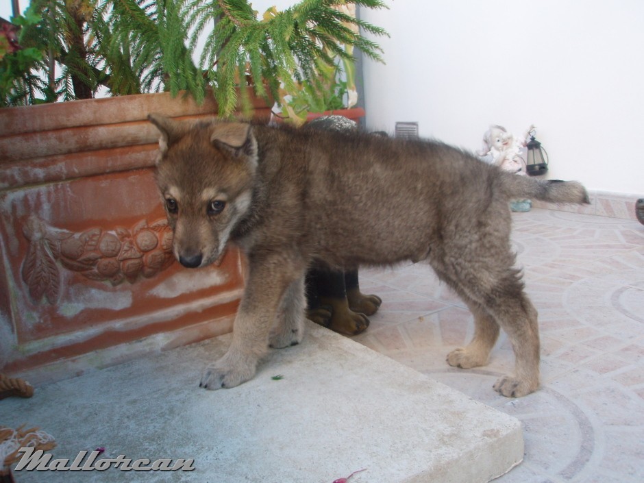 Perro Lobo Iberico Saarloos – Cachorro 45 dias