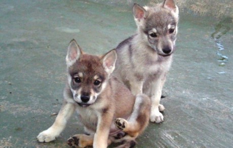 Perro Lobo Iberico Saarloos cachorritos