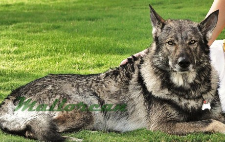 Perro Lobo Ibérico Kassuq Adulto