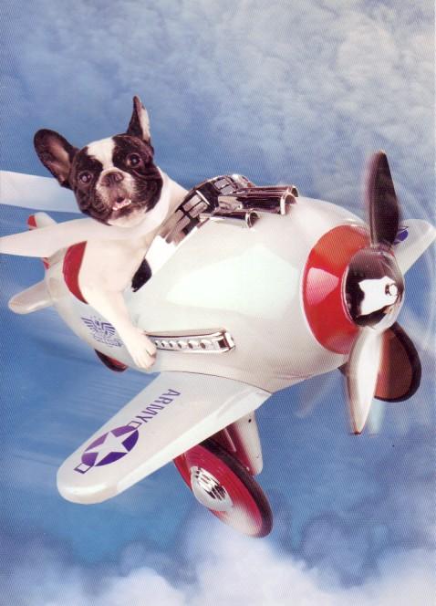 Perro aviador