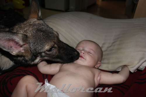 Presentado Bebé a Perro Lobo de Ibérico Mallorcan