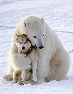 Amistad entre osos polares y Perros articos